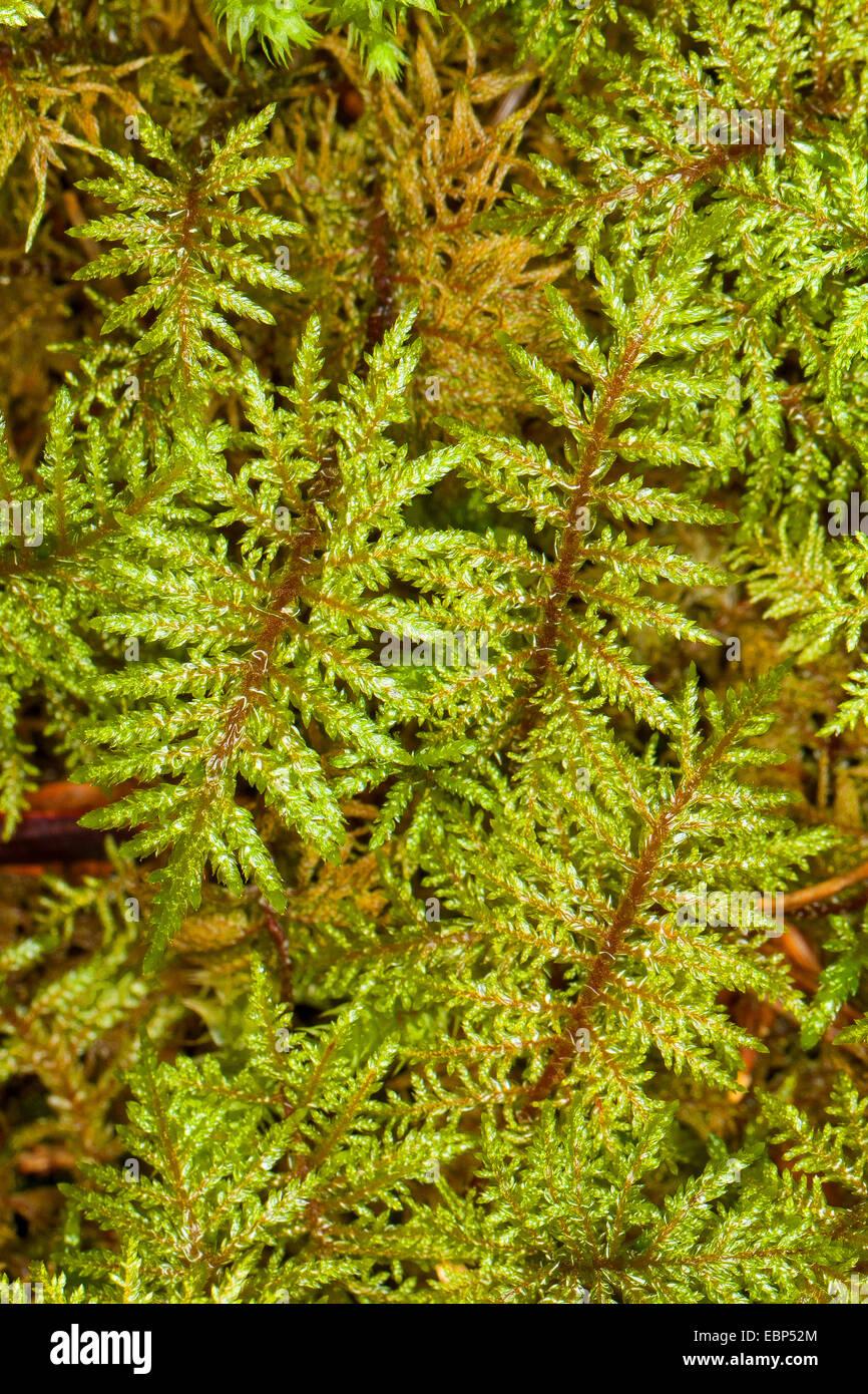 reluciente-madera-moss-musgo-de-paso-de-escalera-escalera-paso-de-moss-moss-musgo-helechos-montana-fern-moss-esplendida-pluma-moss-hylocomium-splendens-hylocomium-proliferum-alemania-ebp52m.jpg