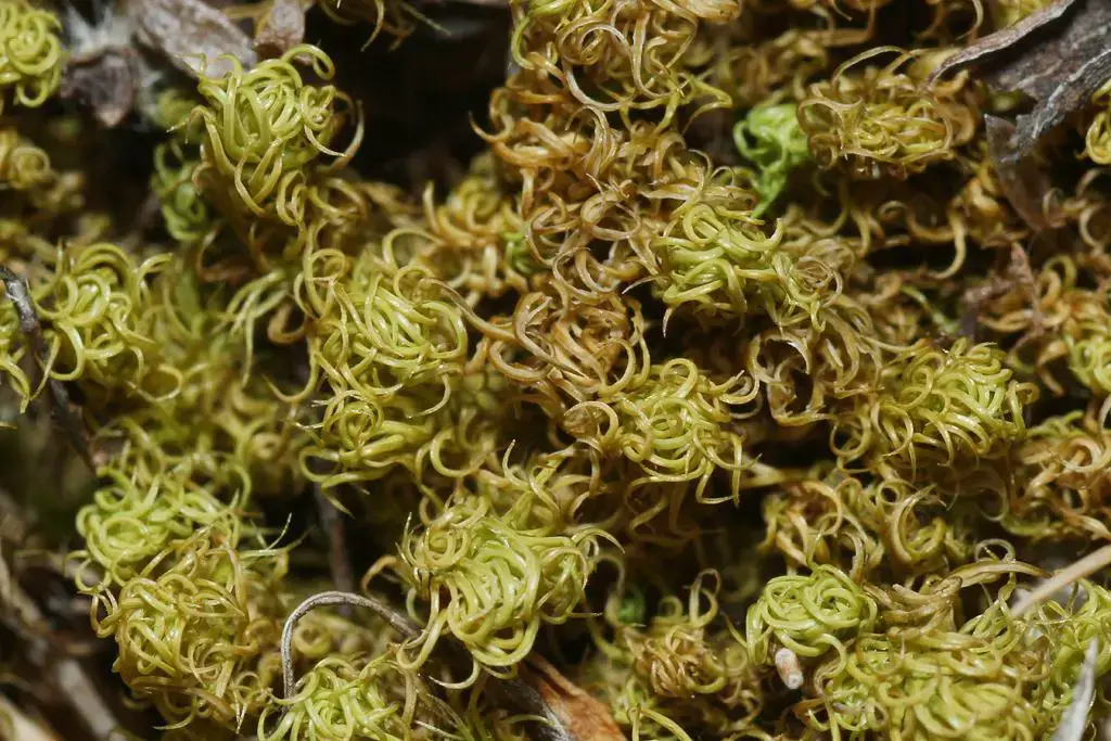 1Pennard+12mar11+%252843%2529+Pleurochaete+squarrosa+%2528Side-fruited+Crisp-moss%2529.jpg