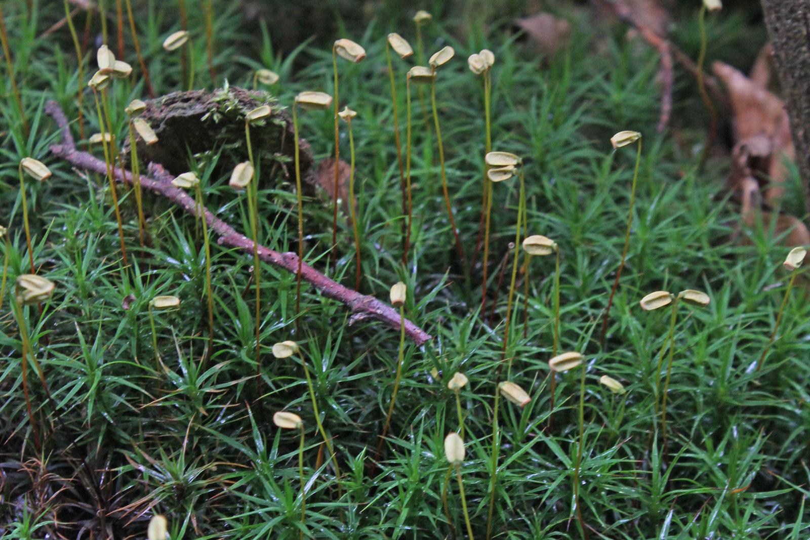 1_Polytrichum-commune.jpg