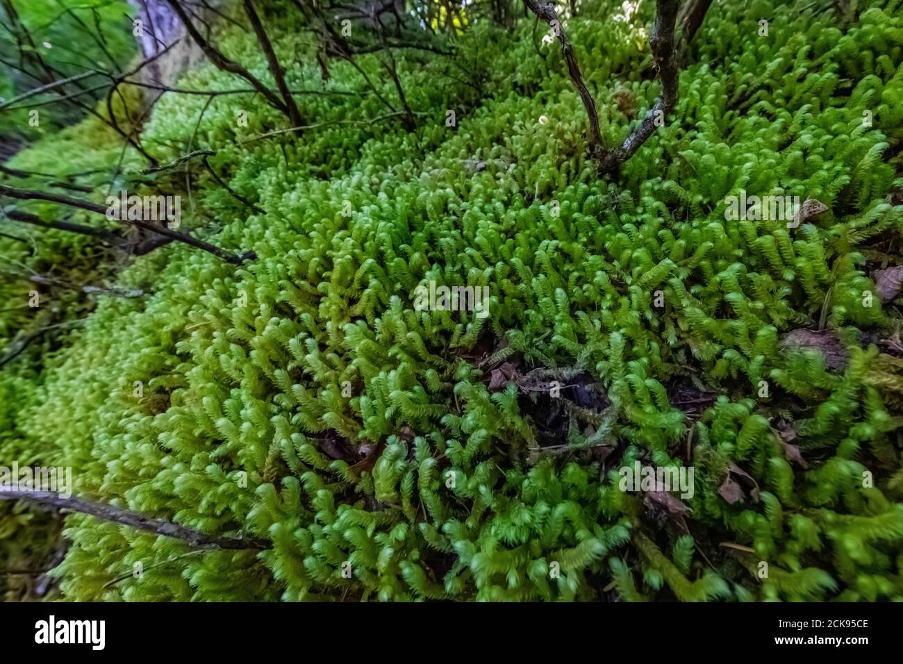 pipe-cleaner-moss-rhytidiopsis-robusta-growing-lushly-on-forest-floor-along-heliotrope-ridge-trail-mount-baker-snoqualmie-national-forest-washingt-2CK95CE.jpg