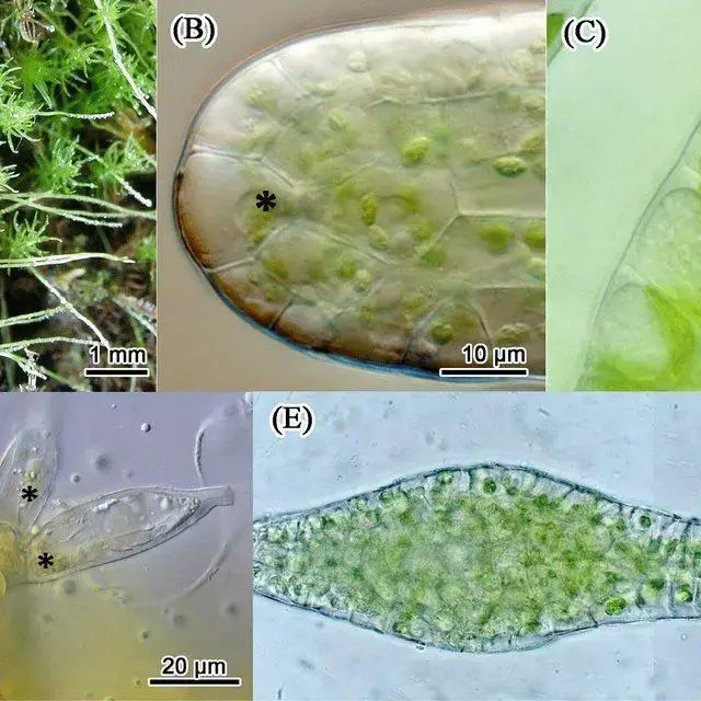 Takakia-lepidozioides-and-monoplastidic-condition-observed-in-various-tissue-A-Plant_Q640.jpg