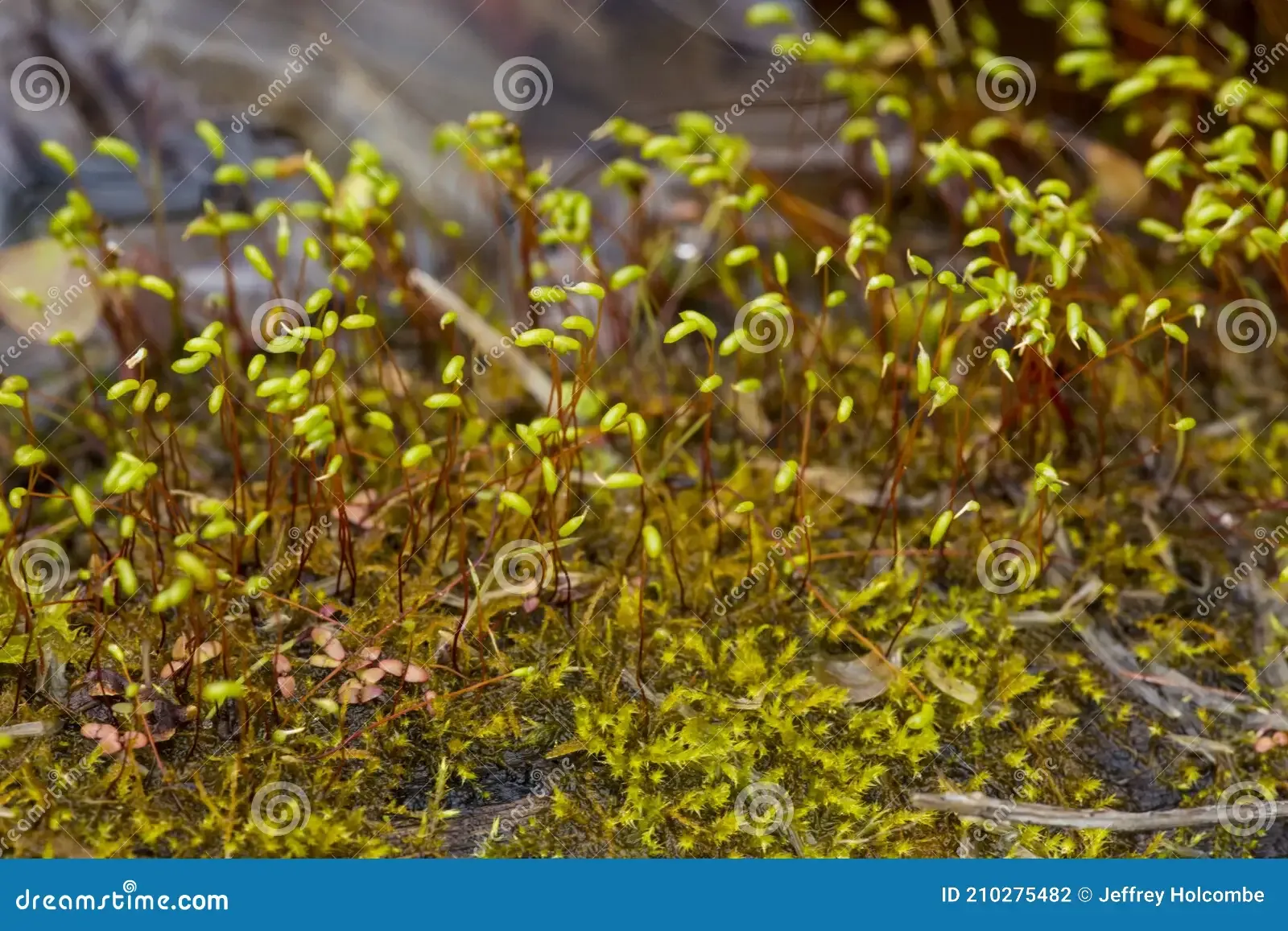 green-capsules-brachythecium-moss-west-hartford-reservoir-young-sporophytes-green-capsules-brachythecium-moss-210275482.jpg