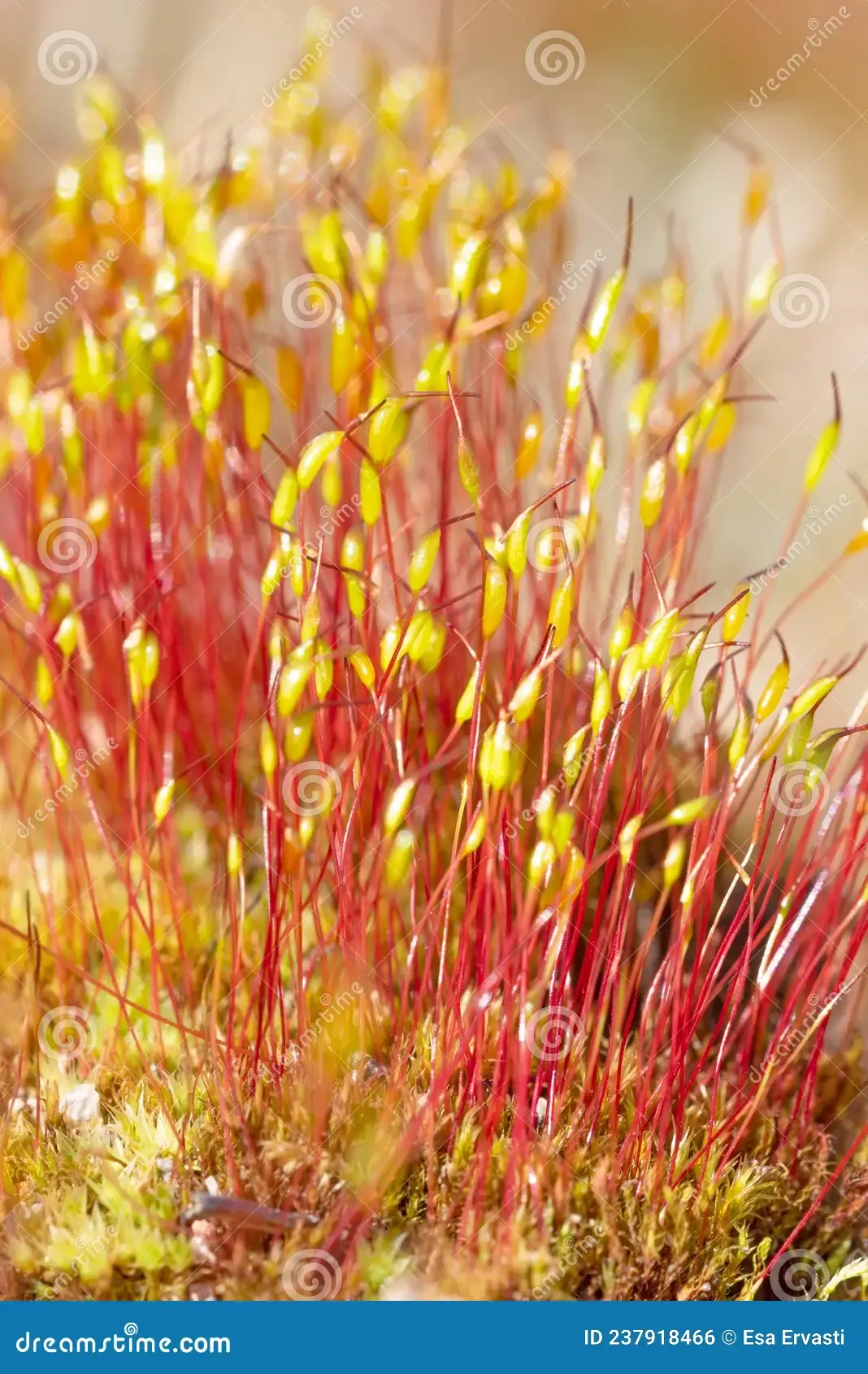 ceratodon-purpureus-young-capsules-ceratodon-purpureus-common-names-include-redshank-purple-forkmoss-ceratodon-moss-fire-moss-237918466.jpg