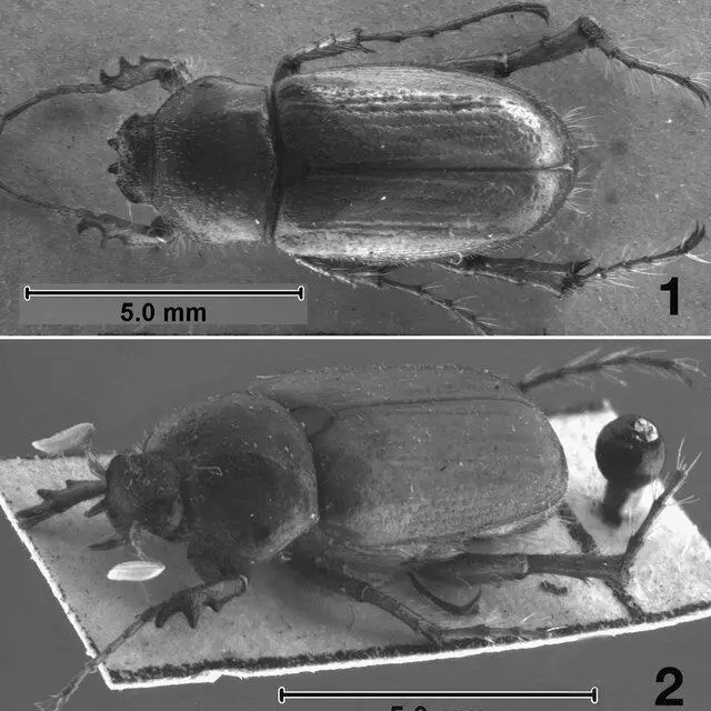 2-Pseudoliogenys-bidentula-male-1-Dorsal-view-2-Oblique-view_Q640.jpg