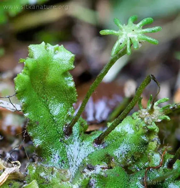 20080808-marchantia_polymorpha.jpg