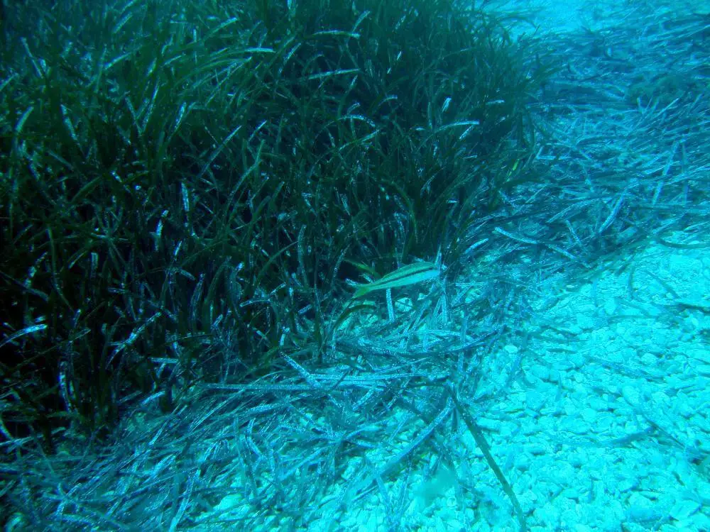 20150520-S590-Mullus-surmuletus-Striped-mullet-Mul-vis-DamnoniOldHarbour-Kreta-GR.jpg