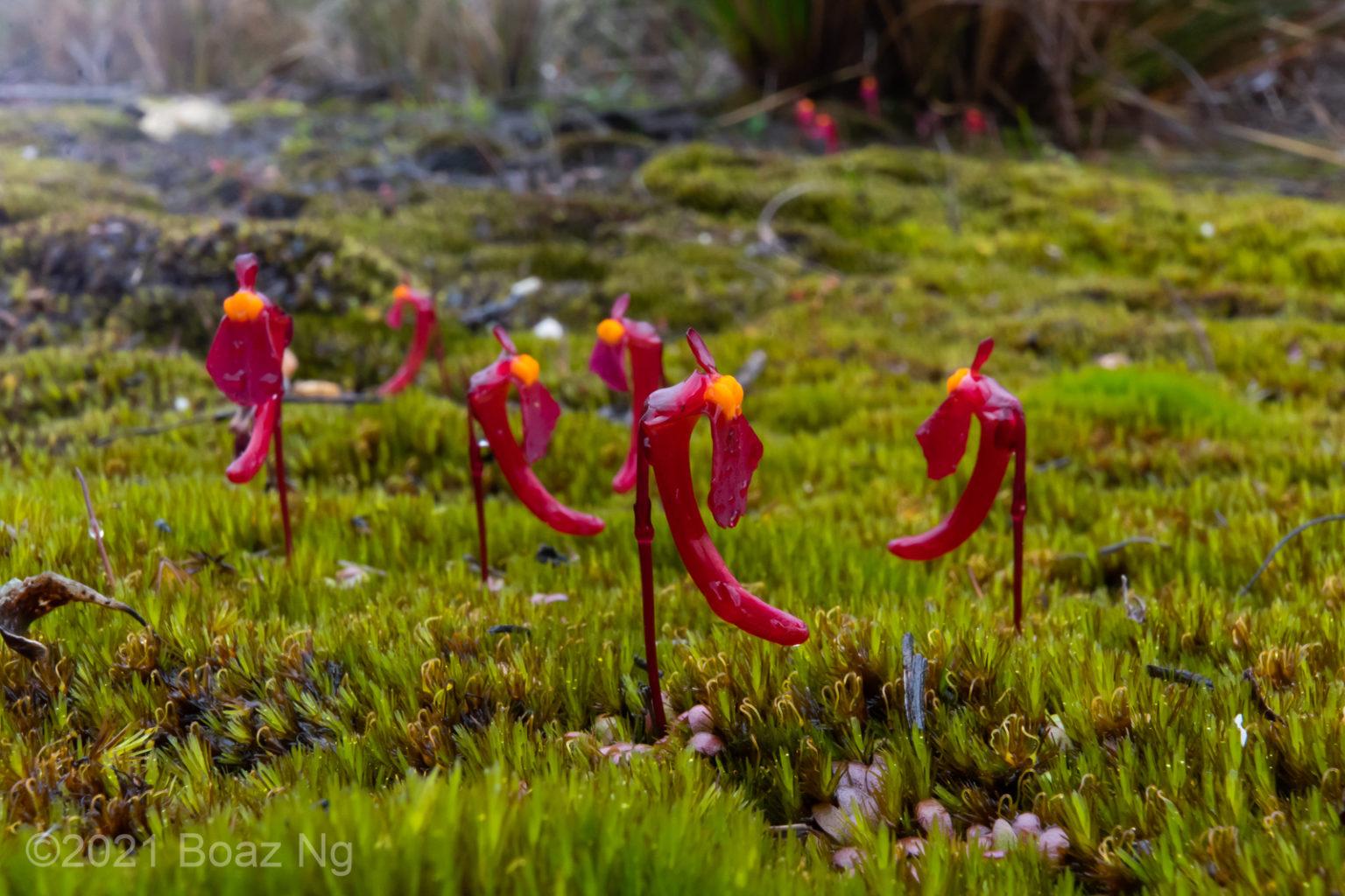 20190829-utricularia-menziesii-4-1536x1024.jpg