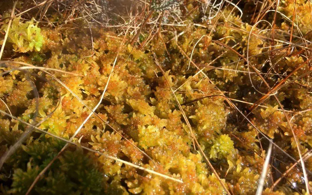 2019_03_13_Sphagnum-pulchrum_Glasson-Moss_1-1080x675.jpg