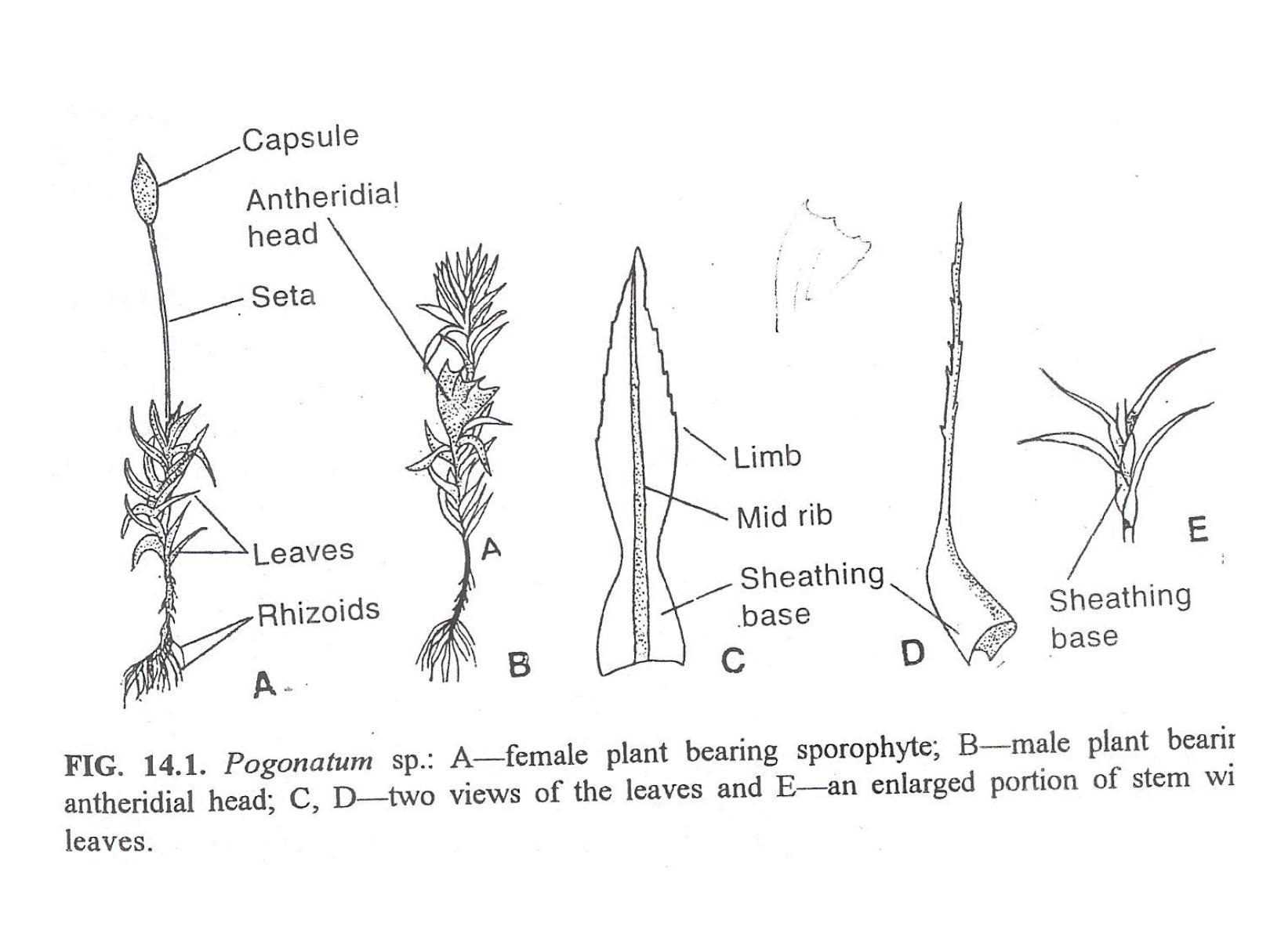 20230127072012_63d37b2cf2ee3_pogonatum_anatomical_diagramspage1.jpg