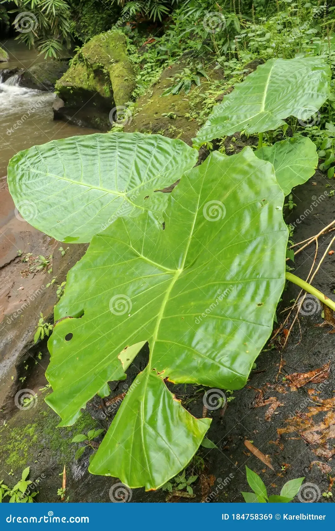 colocasia-gigantea-grows-boulders-overgrown-moss-den-dense-thickets-plants-rainforest-giant-elephant-ear-deep-184758369.jpg