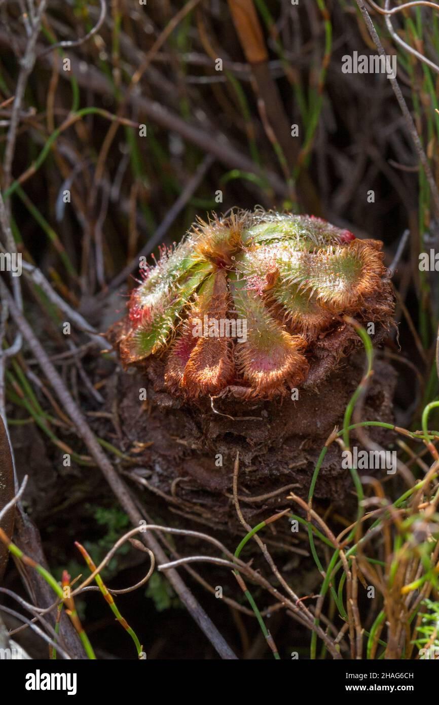 flores-silvestres-sudafricanas-una-planta-antigua-con-un-tallo-de-drosera-xerophila-una-planta-carnivora-en-un-habitat-natural-cerca-de-napier-en-sudafrica-2hag6ch.jpg