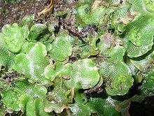 220px-Lunularia_cruciata.jpg