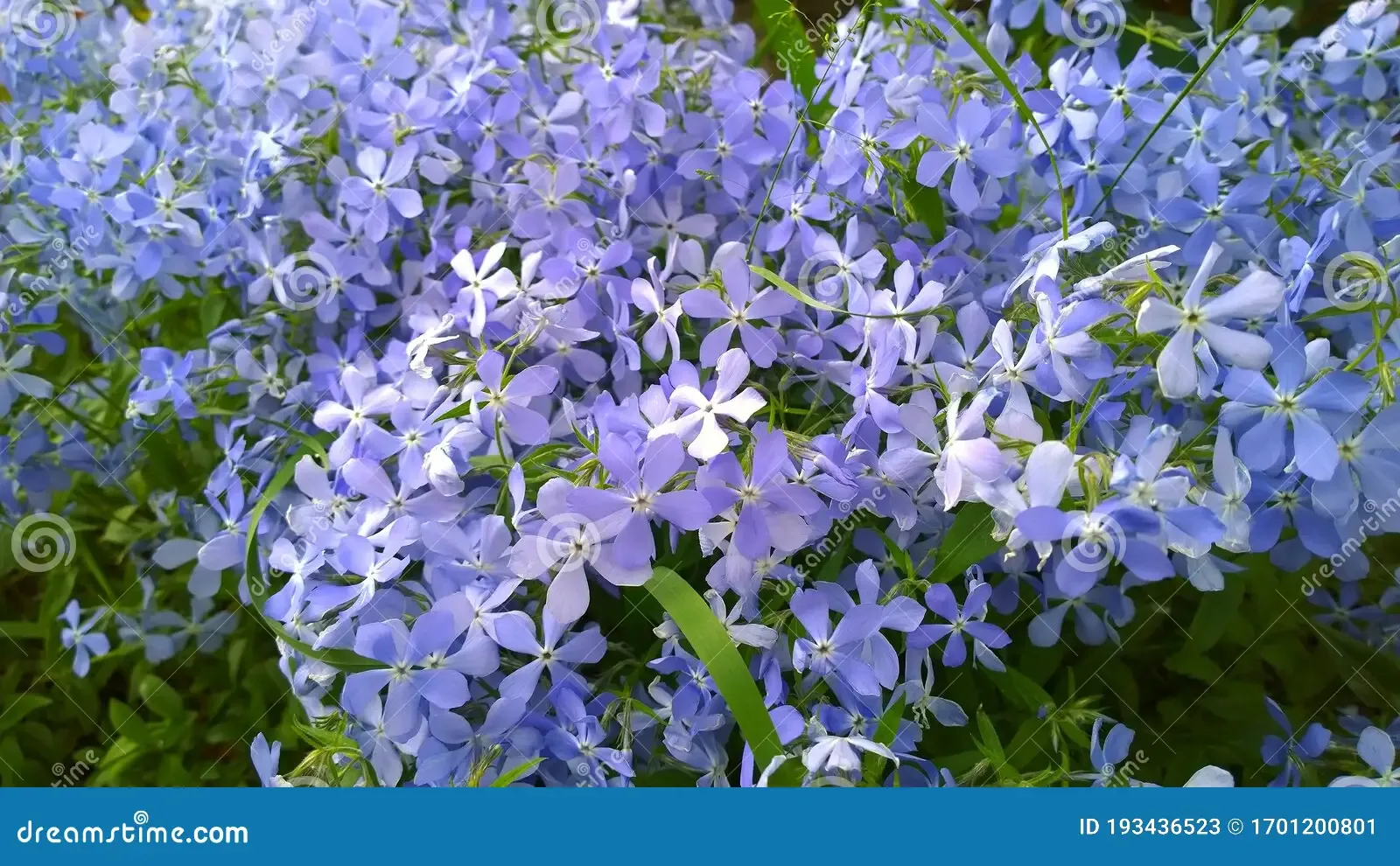 moss-creeping-phlox-subulata-beautiful-small-five-petaled-flowers-bloom-mauve-pink-lavender-purple-color-flowering-plant-carpet-193436523.jpg