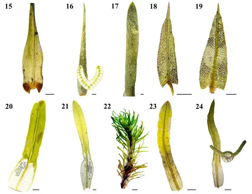 24-Acrocarpic-mosses-of-Chapada-das-Mesas-National-Park-15-Leucoloma-tortellum-Mitt.jpg