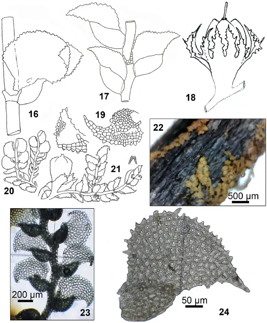 24-Drepanolejeunea-physifolia-Gottsche-Pearson-16-habit-and-18-gynoecium-after.png