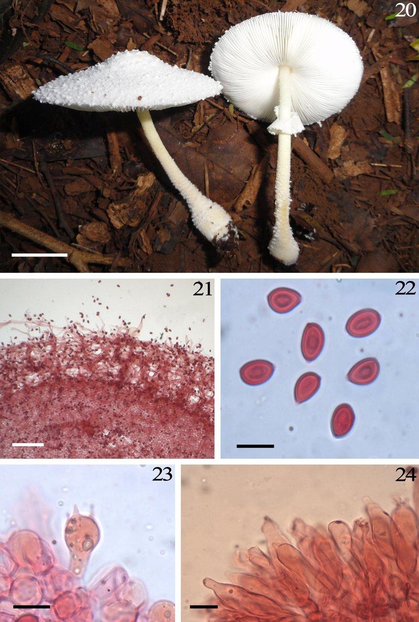 24-Leucocoprinus-cretaceus-20-Basidiomata-21-Pileus-covering-hyphae-22-Basidiospores.jpg