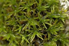 240px-Orthotrichum.affine.jpg