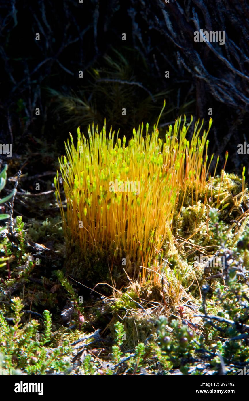 schwarz-fruited-gestank-moos-tetraplodon-mnioides-ainsworth-bucht-tierra-del-fuego-patagonien-chile-sudamerika-by8482.jpg