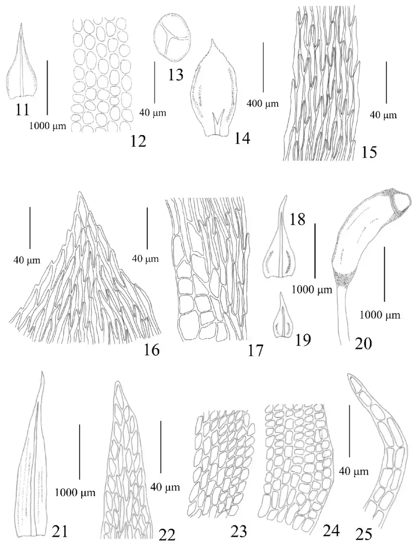 25-11-13-Geheebia-maschalogena-Renauld-Cardot-RH-Zander-from-R-L-Zhu-et-al.png