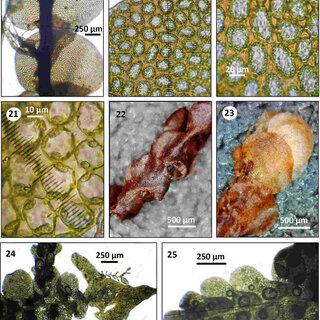 25-18-23-Platycaulis-renifolius-R-M-Schust-from-Graham-et-al-AY-1-AJ-18_Q320.jpg