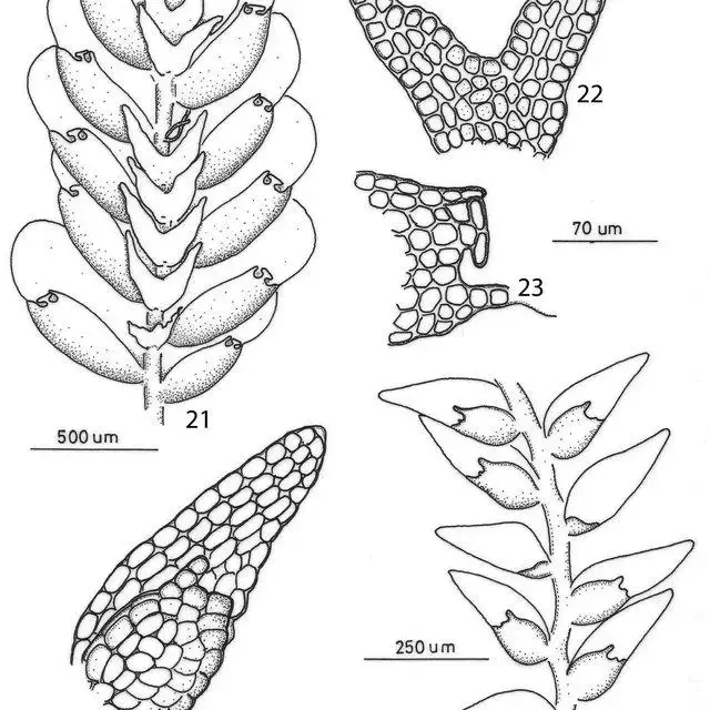 25-Diplasiolejeunea-buckii-Grolle-21-Habit-ventral-view-22-Underleaf-23-Apex-of_Q640.jpg