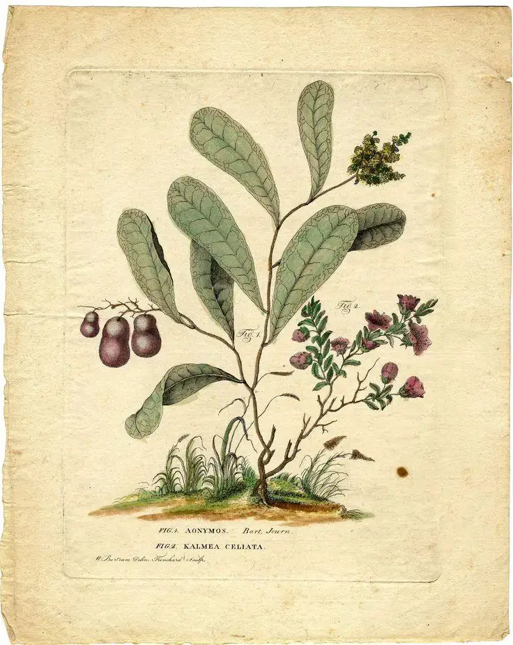 2724cf8935d52811123a9390de3509bb--botanical-illustration-coco.jpg