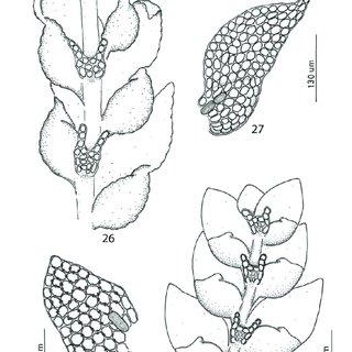 29-Drepanolejeunea-anoplantha-Spruce-Steph-26-Habit-ventral-view-27-Leaf_Q320.jpg