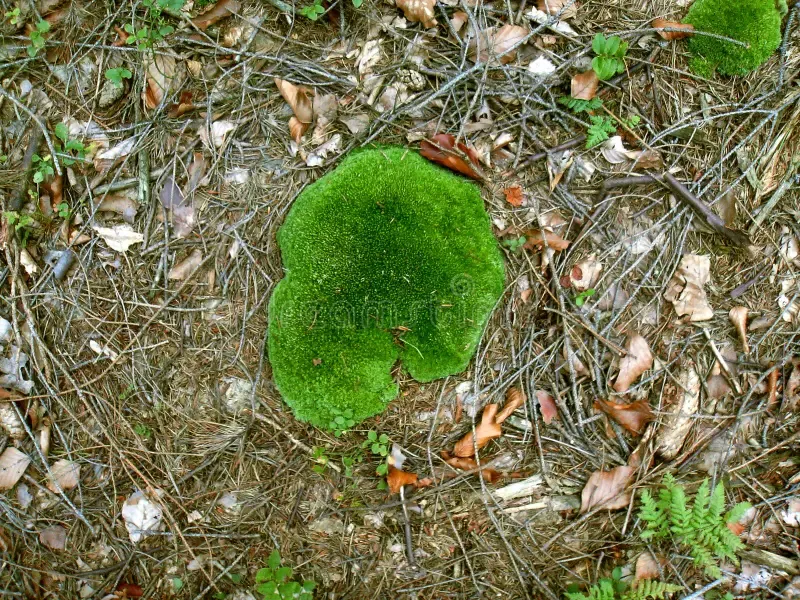 green-hat-forest-moss-dry-leaves-mulch-fern-leaf-day-summer-closeup-view-outdoor-106826113.jpg