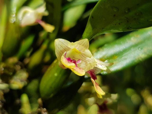 2Dendrobium%2Bbancanum.jpg