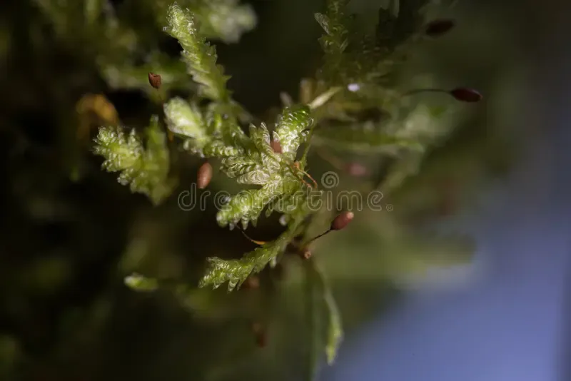 moss-neckera-pumila-nella-foresta-primaria-di-vecchia-crescita-sulle-montagne-carpathian-foto-macro-buone-168466230.jpg