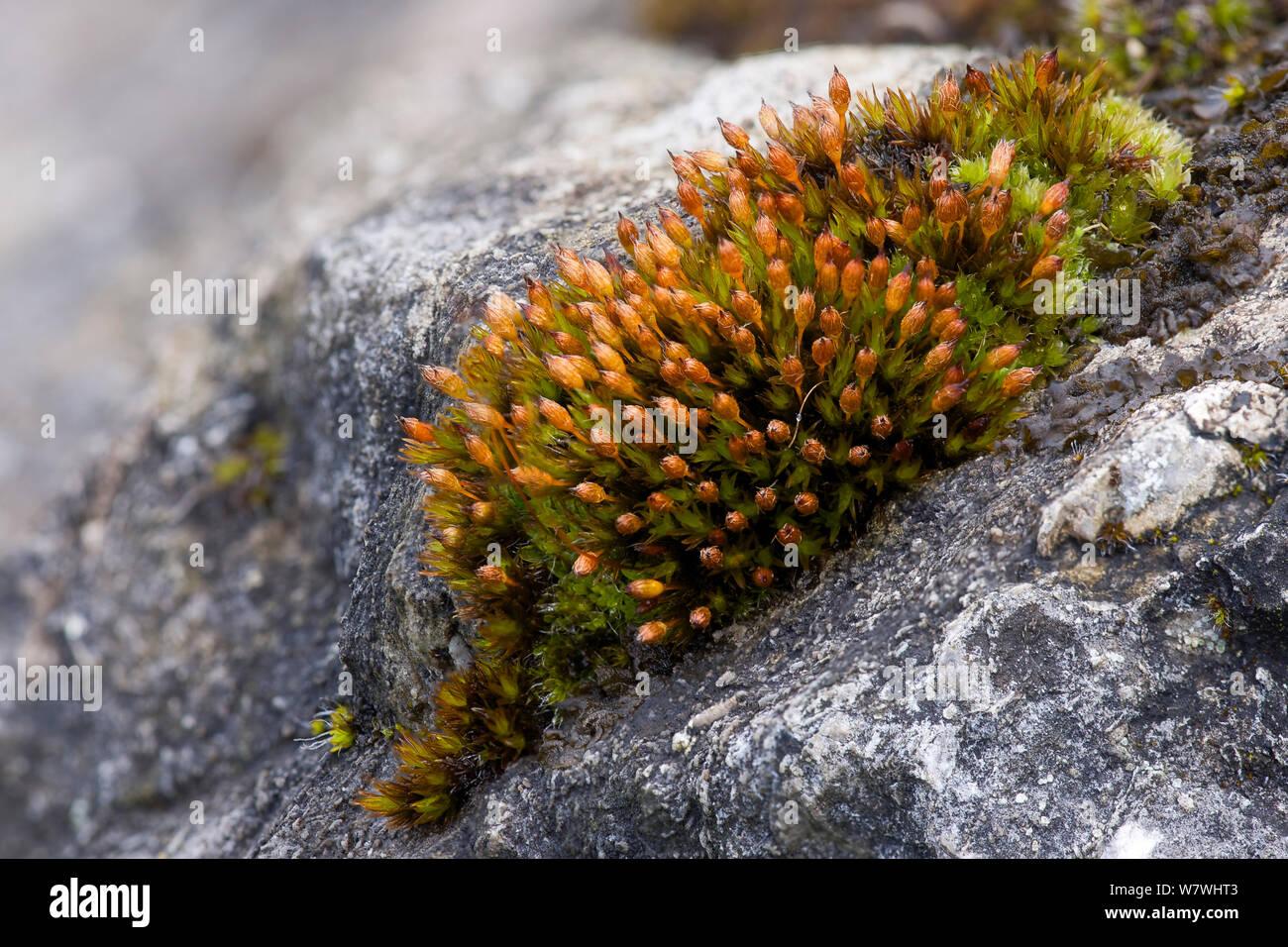 moss-orthotrichum-anomalum-with-spore-capsules-cressbrook-dale-derbyshire-peak-district-uk-april-W7WHT3.jpg