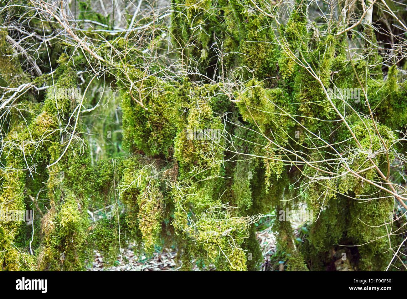 famous-boxwood-colchis-buxus-colchica-subtropical-evergreen-covered-neckera-moss-vegetable-relink-pre-glacial-europe-saw-odysseus-iron-wood-not-P0GF50.jpg