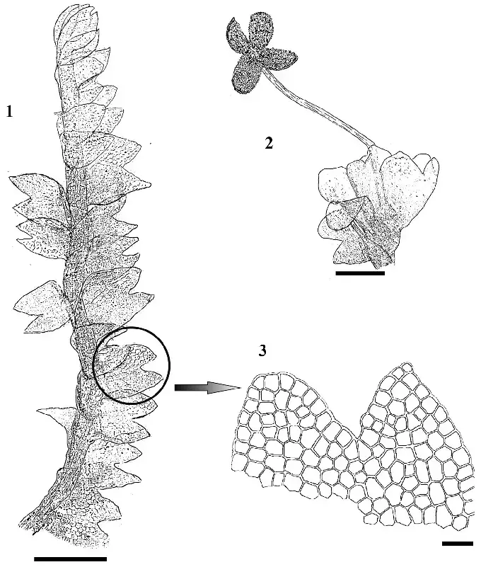 3-Chonocolea-doellingeri-Nees-Grolle-1-Mature-plant-aspect-2-Perianth-and.png