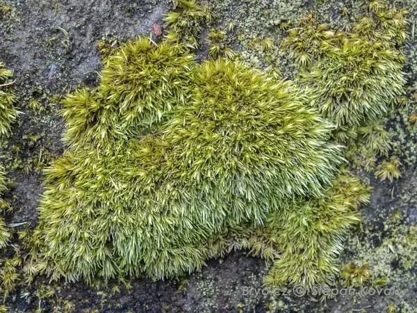 3286_Leucobryum_juniperoideum_2014_04_05_0441.jpg