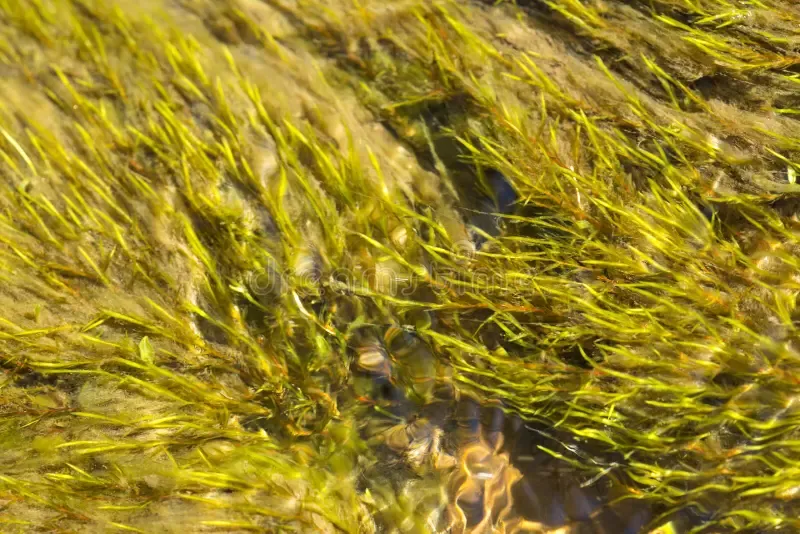 fontinalis-moss-streambed-west-hartford-reservoir-aquatic-stream-bed-system-connecticut-181988186.jpg