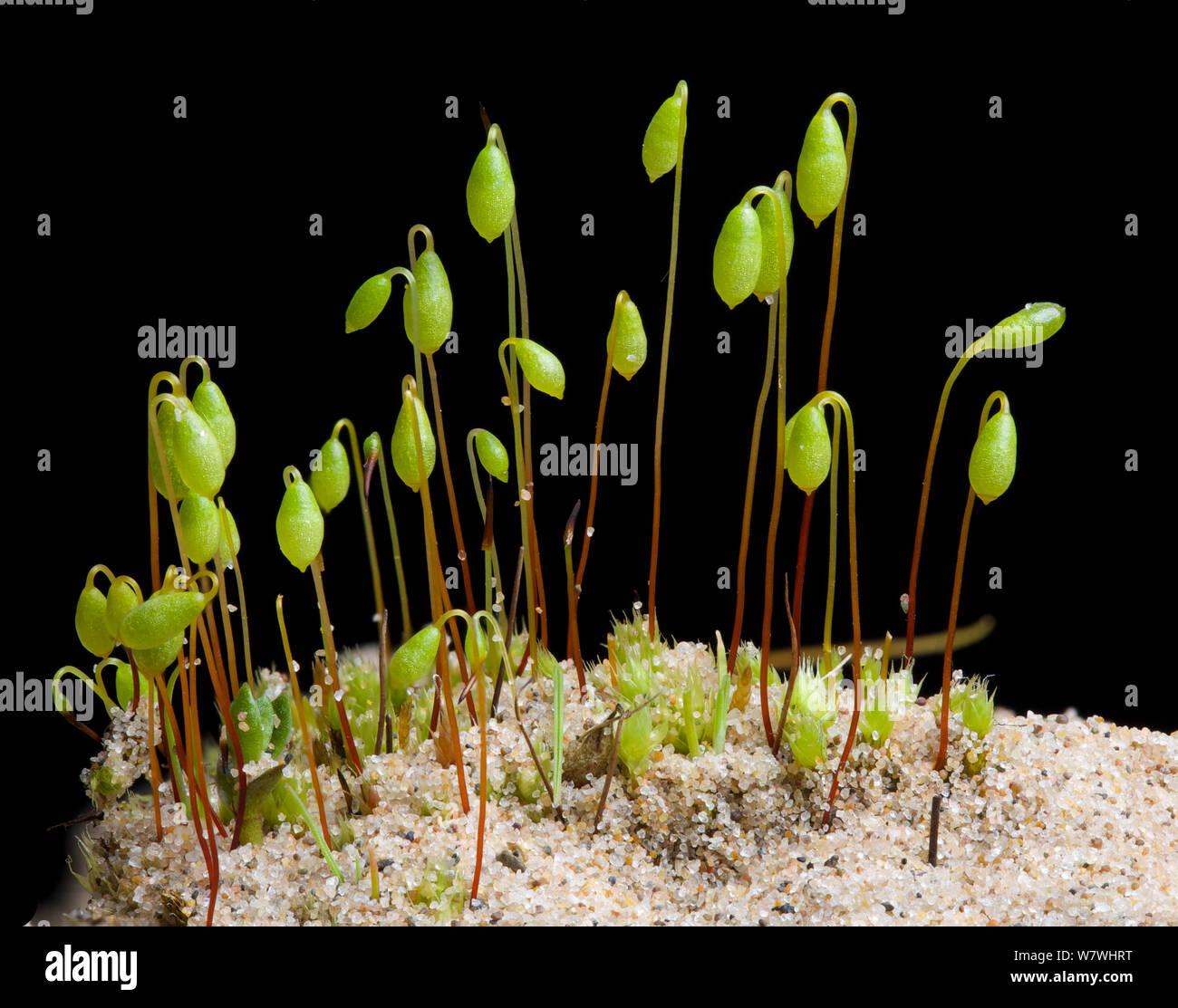 moss-bryum-algovicum-var-rutheanum-with-spore-capsules-growing-on-sand-dune-ainsdale-nature-reserve-merseyside-uk-april-W7WHRT.jpg