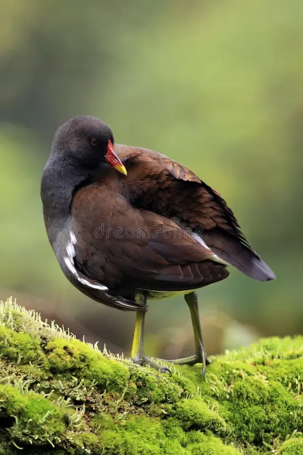 common-moorhen-gallinula-chloropus-also-known-as-swamp-chicken-sitting-trunk-moss-green-background-200265006.jpg