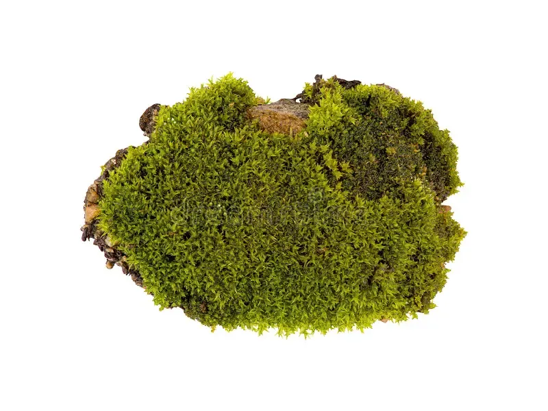 green-moss-isolated-top-view-silvergreen-bryum-moss-tussock-green-moss-isolated-top-view-silvergreen-bryum-moss-161298932.jpg