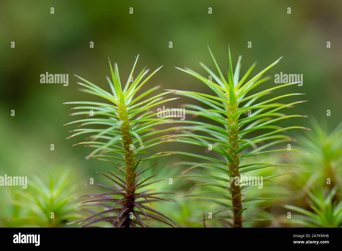 close-up-view-of-haircap-moss-polytrichum-strictum-taken-in-the-highlands-of-scotland-uk-2A7KMH8.jpg