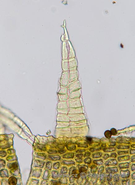 3869_Orthotrichum_rupestre_2016_02_21_8906.jpg