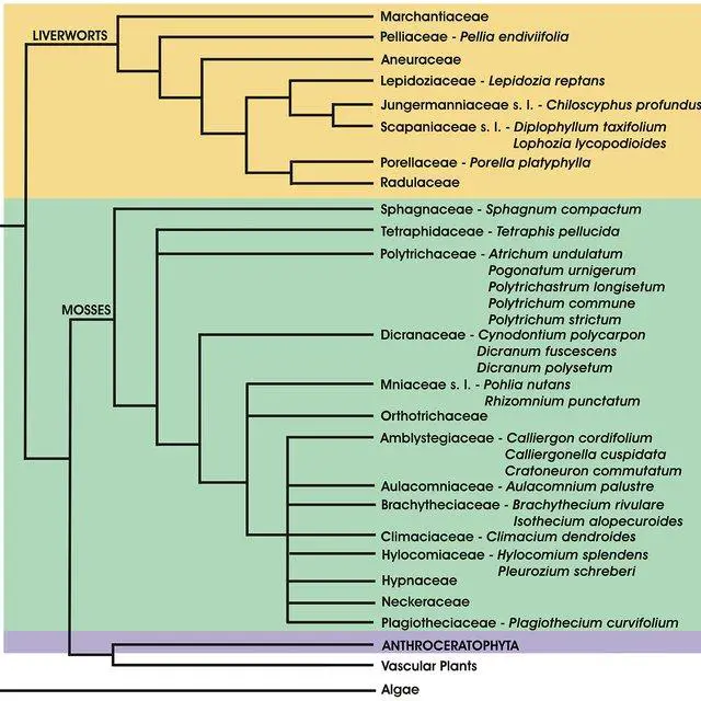 Simplified-phylogenetic-tree-of-bryophytes-with-selected-representatives-used-in-the_Q640.jpg