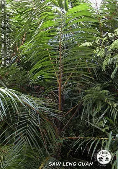 400px-Calamus-longisetus---Habit.jpg