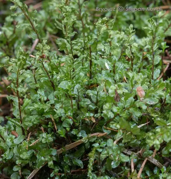 4061_Pseudobryum_cinclidioides_2016_03_30_9133.jpg