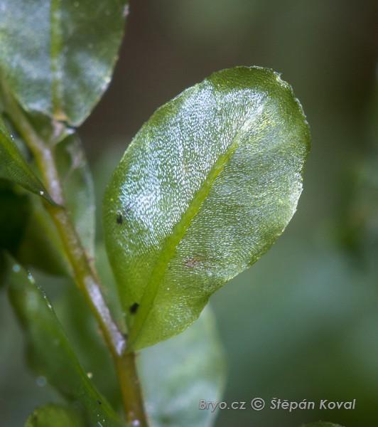 4064_Pseudobryum_cinclidioides_2016_03_30_9147.jpg