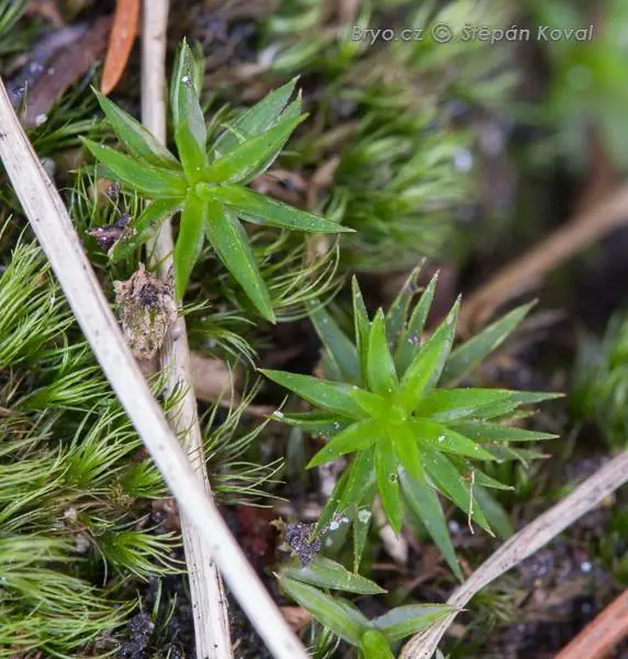 4175_Polytrichum_longisetum_2008_09_06_img_2409.jpg