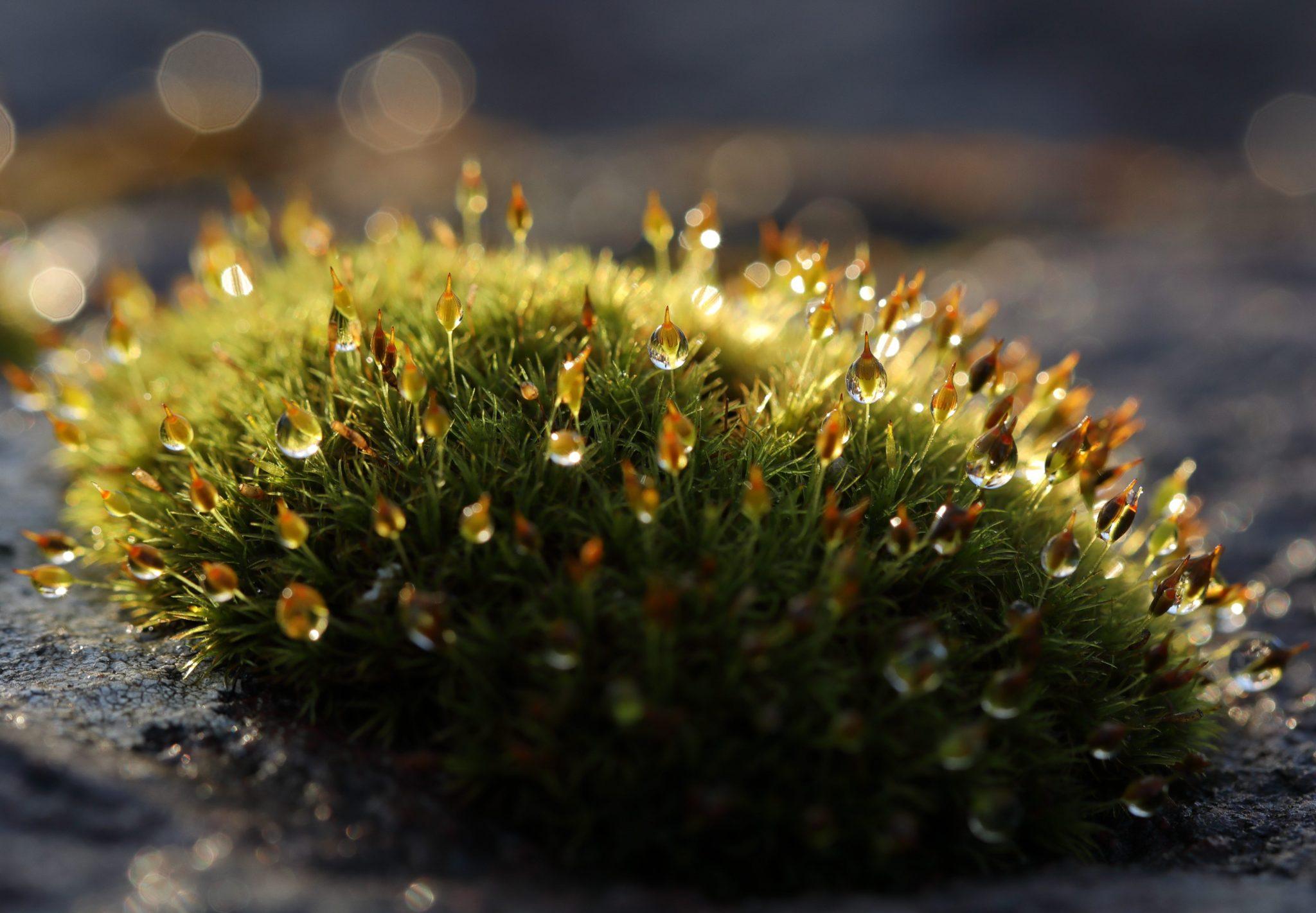 IMG_6906-Moss-probably-Long-shanked-Pincushion-Ptychomitrium-polyphyllum-showing-sporophytes-stemseta-and-capsule-Oldany-River-bridge-23-12-20-2048x1422.jpg