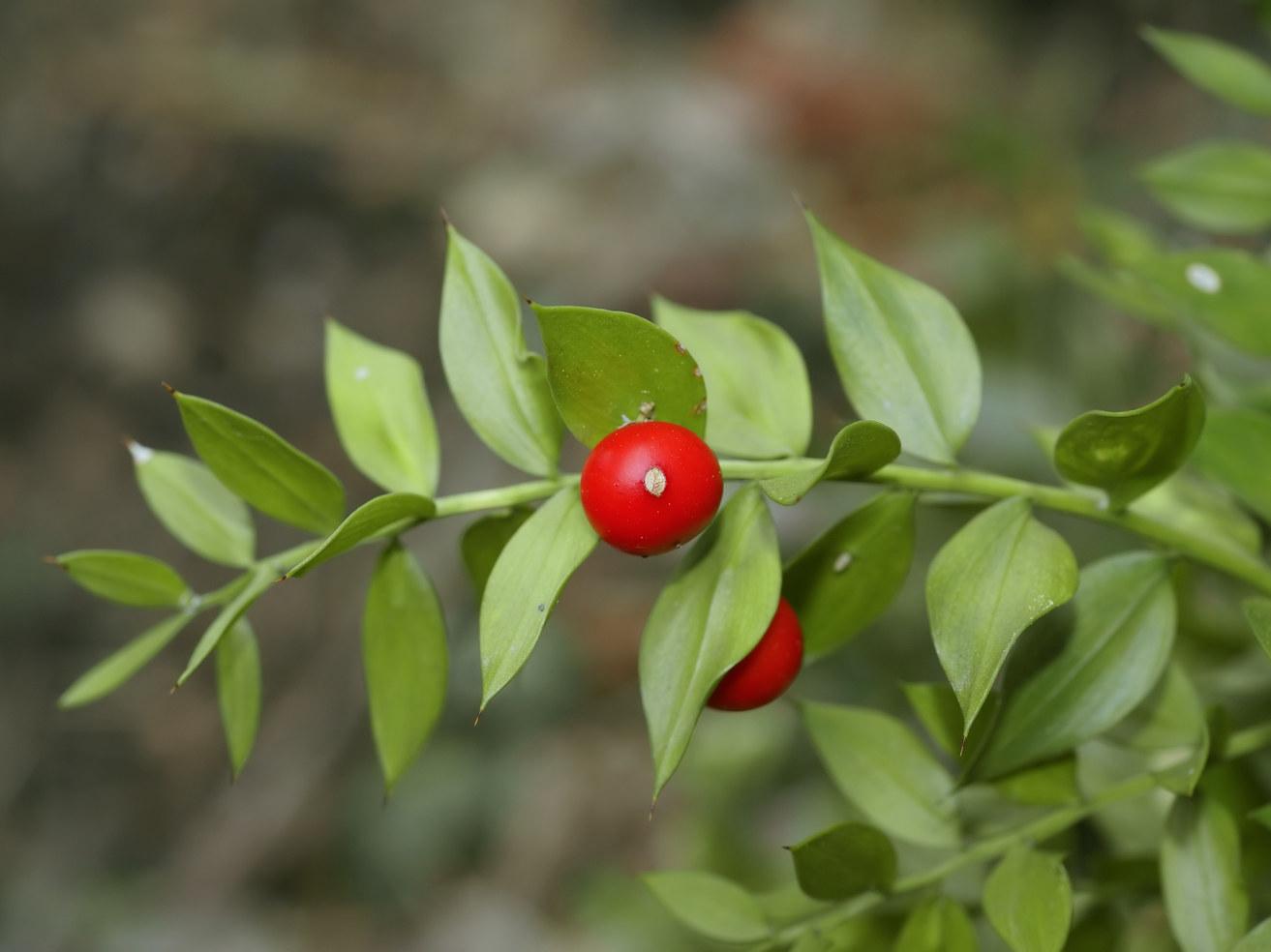 4346_foto_Fr_wikipedia_user_lycaon_ruscus_aculeatus.jpg