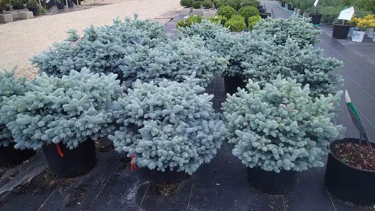 456dc8a45e7fd9517c06d2341fc3bc4d--blue-spruce-be-beautiful.jpg