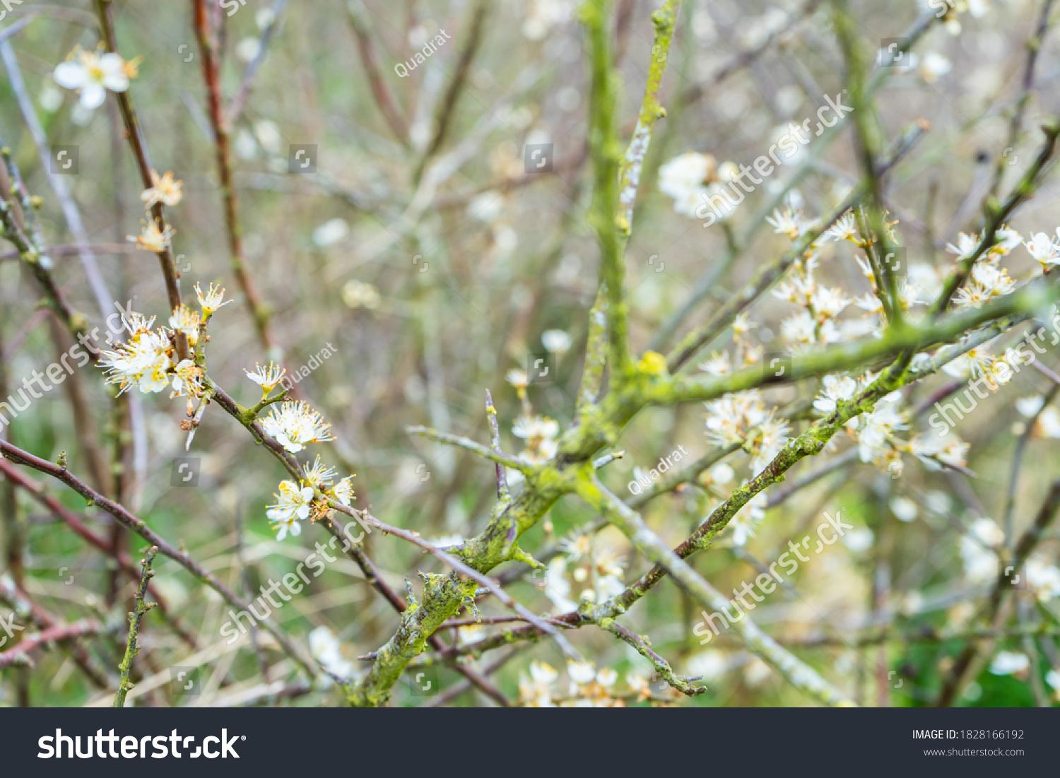 stock-photo-blackthorn-tree-shrub-prunus-spinosa-in-bloom-with-white-flowers-and-bracnches-covered-in-moss-1828166192.jpg