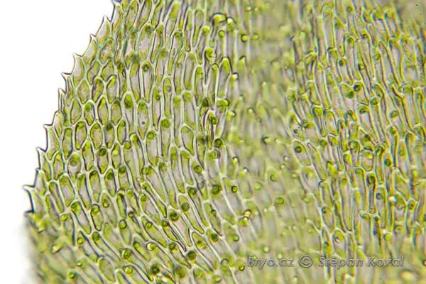 4662_Palustriella_decipiens_2016_02_02_8280.jpg